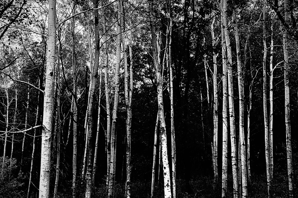 Trunk and Branch: Leveraging Core Content Across&nbsp;Platforms